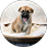 Entegra Coach interior with puppy in sink