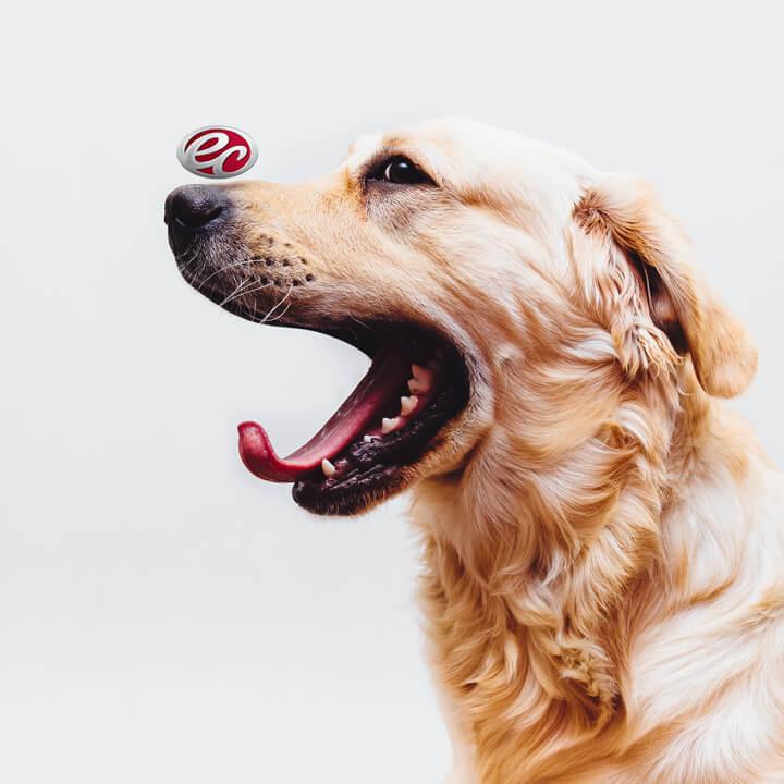 Keeping Pets Happy and Healthy on the Road - Thumbnail