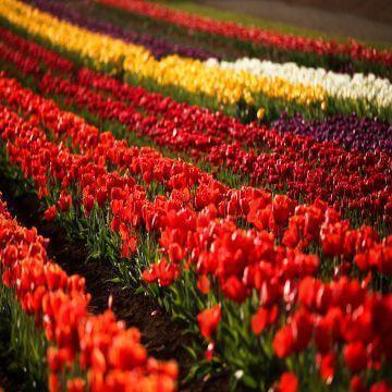 6 Tulip Festivals to Add to Your Next Road Trip Itinerary - Thumbnail